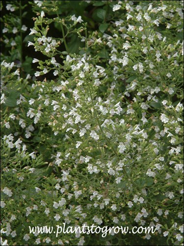 Monstrose White Calamint (Calamintha)
Has larger flowers than other Calamintha.